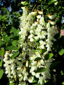 Blühende Robinie (Robinia pseudoacacia) am Rand vom Landschaftsschutzgebiet „Hockenheimer Rheinbogen“