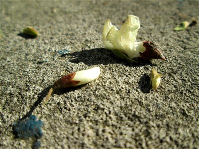 Herabgefallene Blüten der Robinie (Robinia pseudoacacia) am Rand vom Landschaftsschutzgebiet „Hockenheimer Rheinbogen“