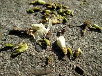 Herabgefallene Blüten der Robinie (Robinia pseudoacacia) am Rand vom Landschaftsschutzgebiet „Hockenheimer Rheinbogen“