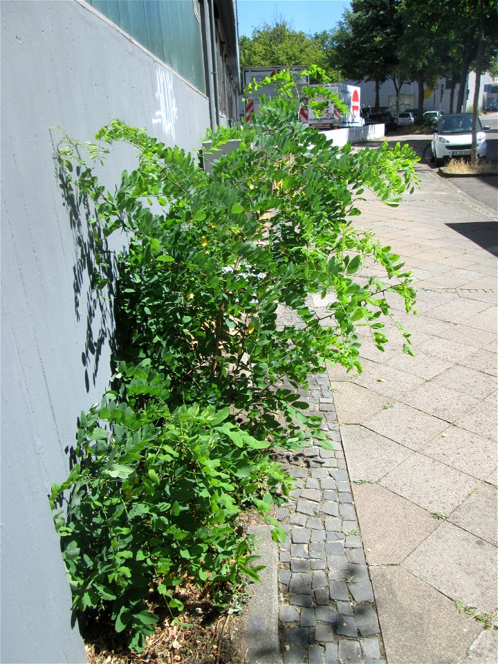 Junge Robinie (Robinia pseudoacacia) am Straßenrand in Saarbrücken