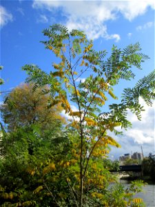 Gewöhnliche Robinie (Robinia pseudoacacia) an der Saar in Saarbrücken