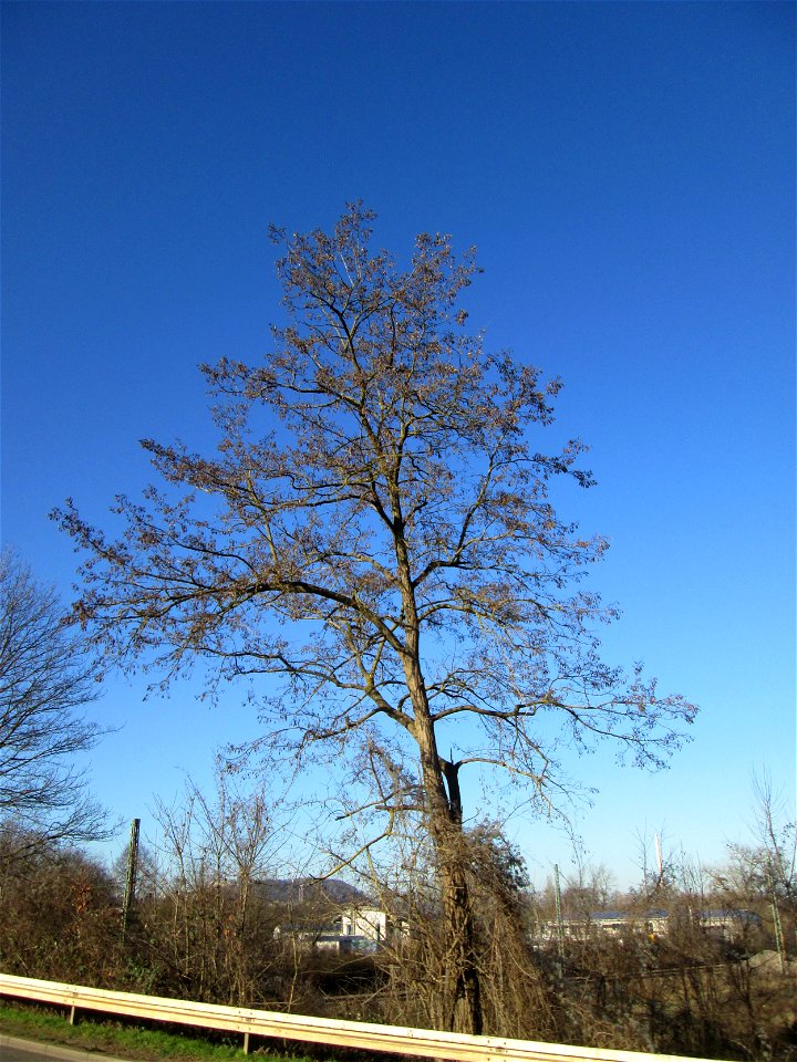 Gewöhnliche Robinie (Robinia pseudoacacia) in Güdingen