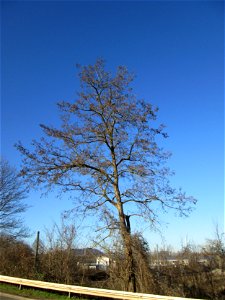 Gewöhnliche Robinie (Robinia pseudoacacia) in Güdingen