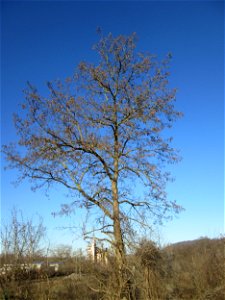 Gewöhnliche Robinie (Robinia pseudoacacia) in Güdingen
