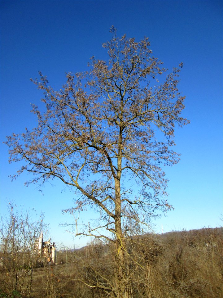 Gewöhnliche Robinie (Robinia pseudoacacia) in Güdingen