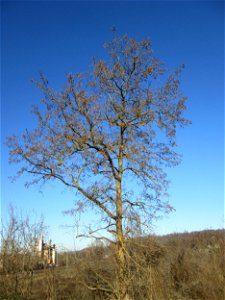 Gewöhnliche Robinie (Robinia pseudoacacia) in Güdingen
