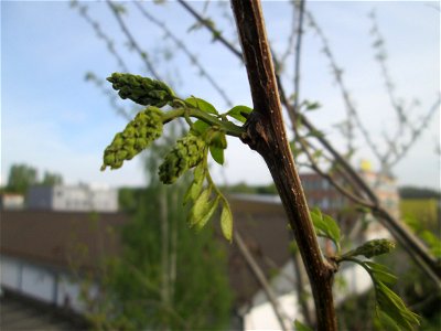 Robinie (Robinia pseudoacacia) auf einer Brückenzufahrt in Brebach photo