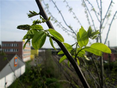 Robinie (Robinia pseudoacacia) auf einer Brückenzufahrt in Brebach photo