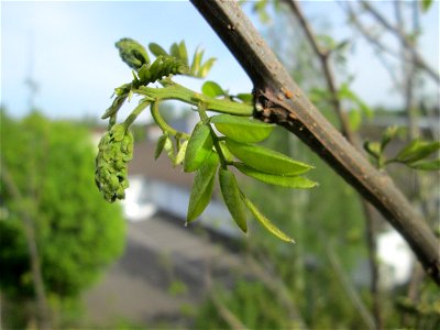 Robinie (Robinia pseudoacacia) auf einer Brückenzufahrt in Brebach photo