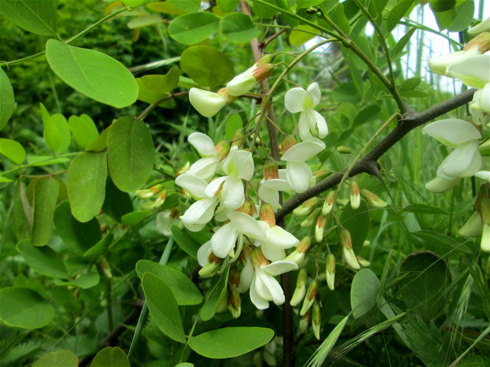 Blühende Robinie (Robinia pseudoacacia) im Landschaftsschutzgebiet „Wisch- und Wogbachtal“ bei Fechingen