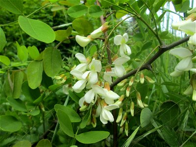 Blühende Robinie (Robinia pseudoacacia) im Landschaftsschutzgebiet „Wisch- und Wogbachtal“ bei Fechingen