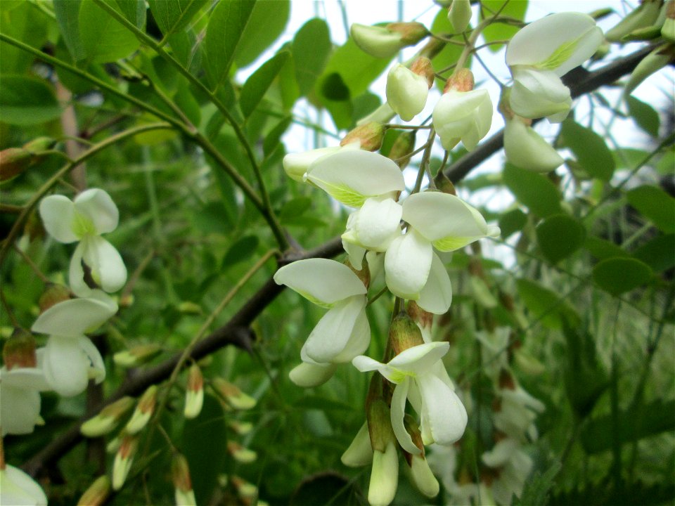 Blühende Robinie (Robinia pseudoacacia) im Landschaftsschutzgebiet „Wisch- und Wogbachtal“ bei Fechingen