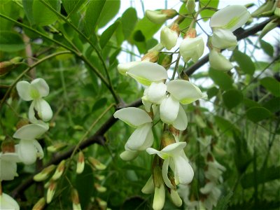 Blühende Robinie (Robinia pseudoacacia) im Landschaftsschutzgebiet „Wisch- und Wogbachtal“ bei Fechingen
