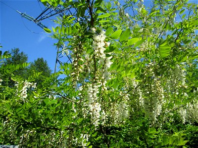 Blühende Robinie (Robinia pseudoacacia) am Waldweiher bei Burbach