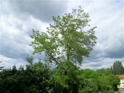 Robinie (Robinia pseudoacacia) auf einer Brückenzufahrt in Brebach photo