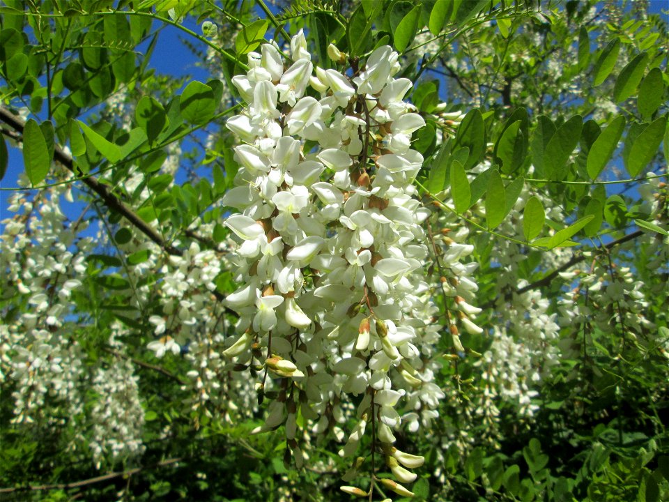 Blühende Robinie (Robinia pseudoacacia) am Waldweiher bei Burbach