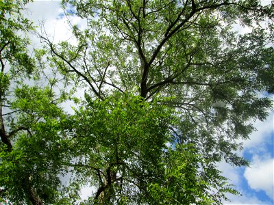 Robinie (Robinia pseudoacacia) auf einer Brückenzufahrt in Brebach