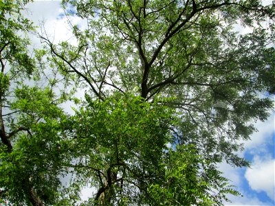 Robinie (Robinia pseudoacacia) auf einer Brückenzufahrt in Brebach photo