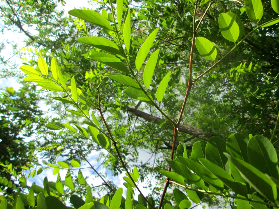 Robinie (Robinia pseudoacacia) auf einer Brückenzufahrt in Brebach