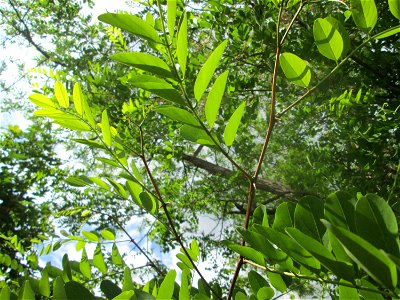 Robinie (Robinia pseudoacacia) auf einer Brückenzufahrt in Brebach