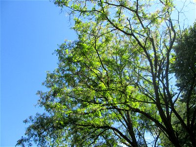 Robinie (Robinia pseudoacacia) im Bürgerpark Saarbrücken