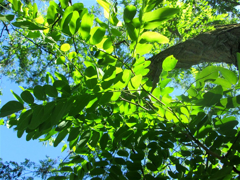 Robinie (Robinia pseudoacacia) im Bürgerpark Saarbrücken