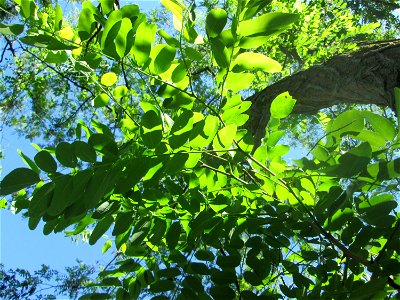 Robinie (Robinia pseudoacacia) im Bürgerpark Saarbrücken
