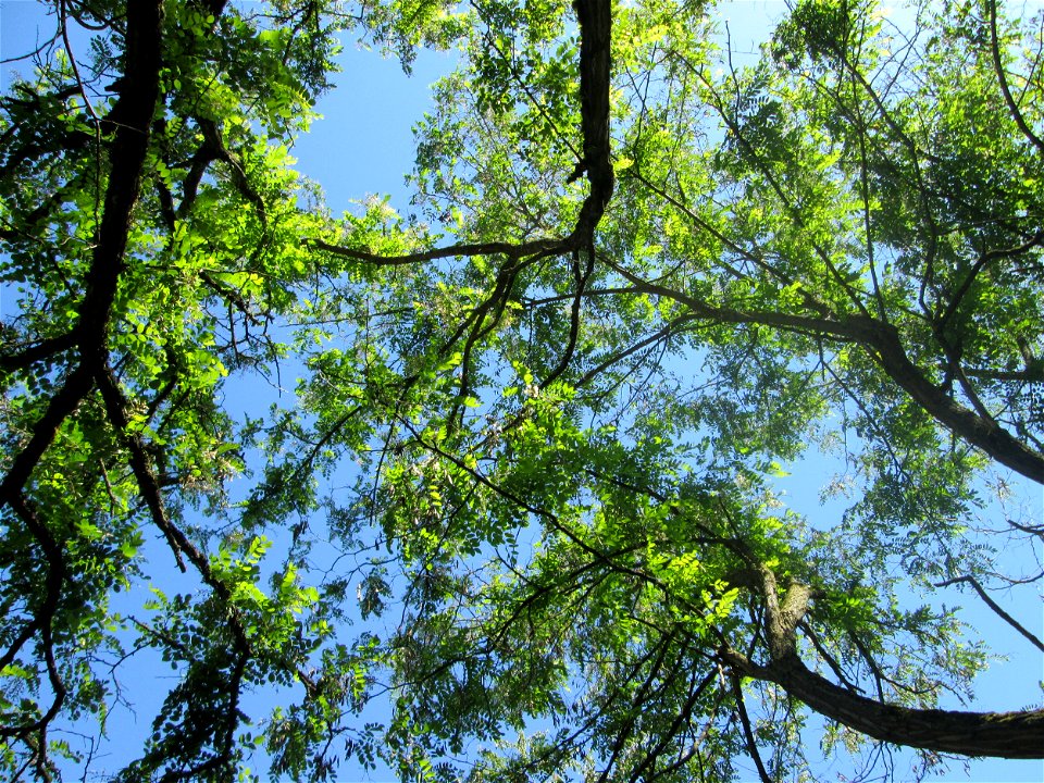 Robinie (Robinia pseudoacacia) im Bürgerpark Saarbrücken
