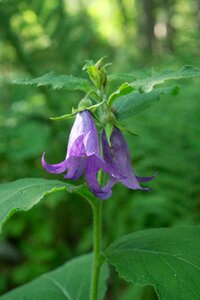 Forest purple flowers leaves