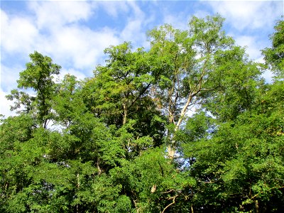 Robinie (Robinia pseudoacacia) in Brebach