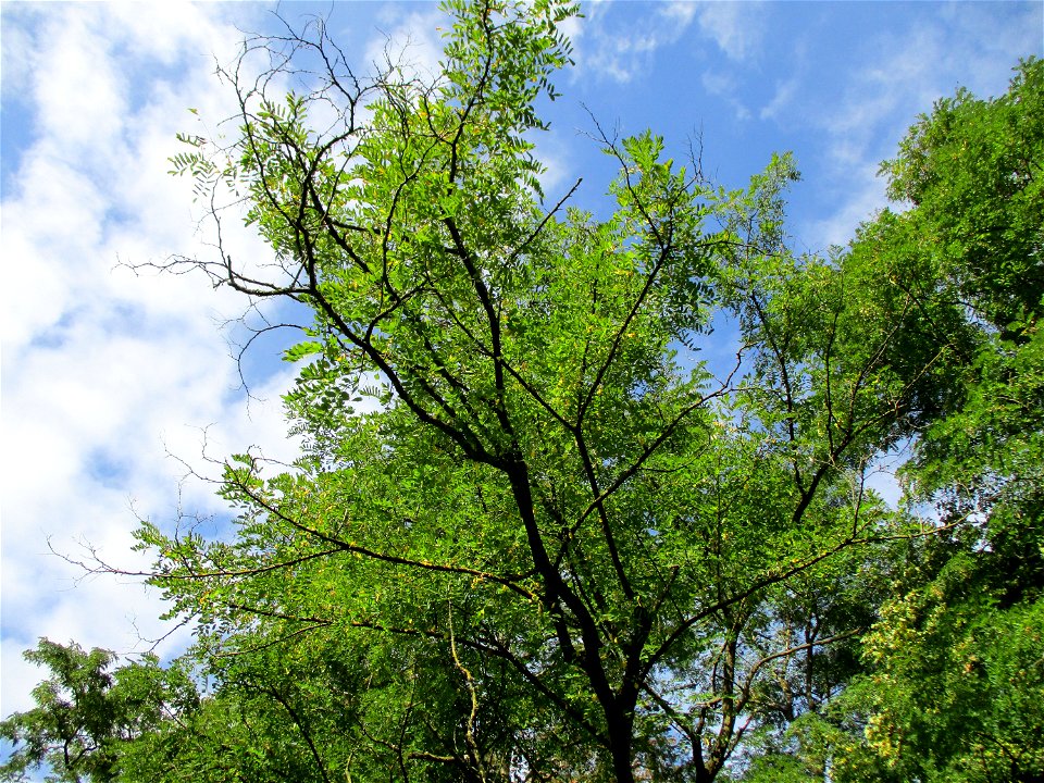 Robinie (Robinia pseudoacacia) in Brebach