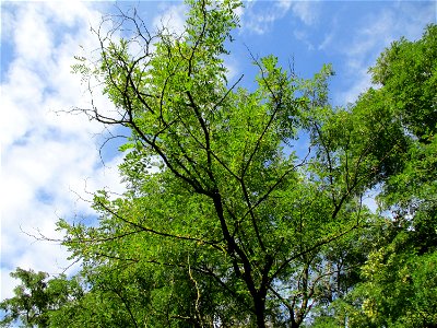 Robinie (Robinia pseudoacacia) in Brebach