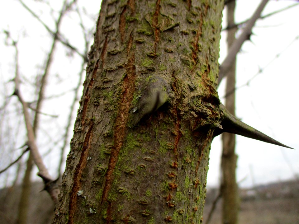 Gewöhnliche Robinie (Robinia pseudoacacia) auf einer Brachfläche der Halberger Hütte in Brebach