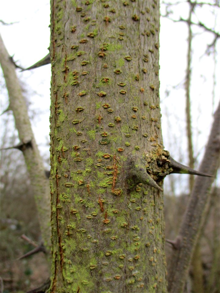 Gewöhnliche Robinie (Robinia pseudoacacia) auf einer Brachfläche der Halberger Hütte in Brebach