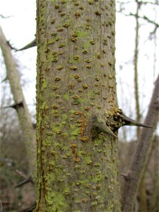 Gewöhnliche Robinie (Robinia pseudoacacia) auf einer Brachfläche der Halberger Hütte in Brebach photo