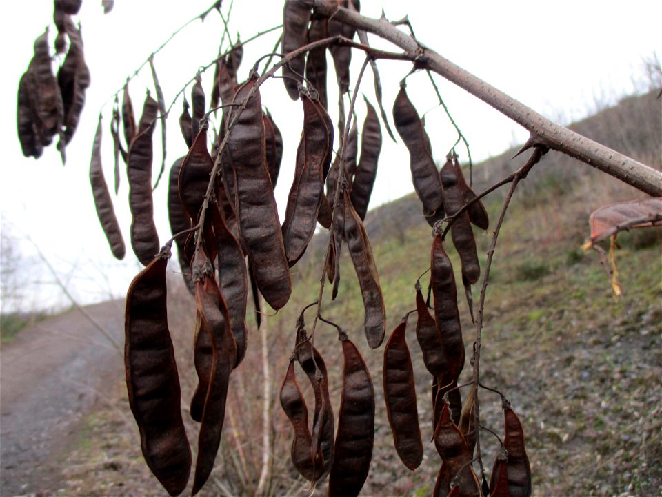 Robinie (Robinia pseudoacacia) auf der Bergehalde „Lydia“ der Grube Camphausen