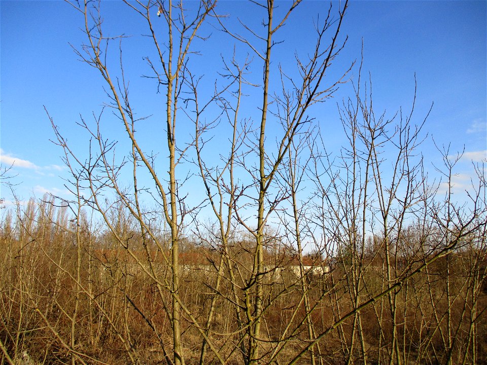 Gewöhnliche Robinie (Robinia pseudoacacia) auf einer Brachfläche der Halberger Hütte in Brebach