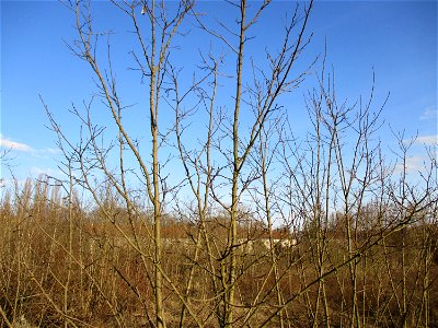 Gewöhnliche Robinie (Robinia pseudoacacia) auf einer Brachfläche der Halberger Hütte in Brebach