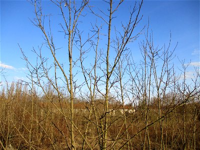 Gewöhnliche Robinie (Robinia pseudoacacia) auf einer Brachfläche der Halberger Hütte in Brebach photo