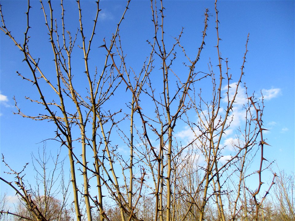Gewöhnliche Robinie (Robinia pseudoacacia) auf einer Brachfläche der Halberger Hütte in Brebach