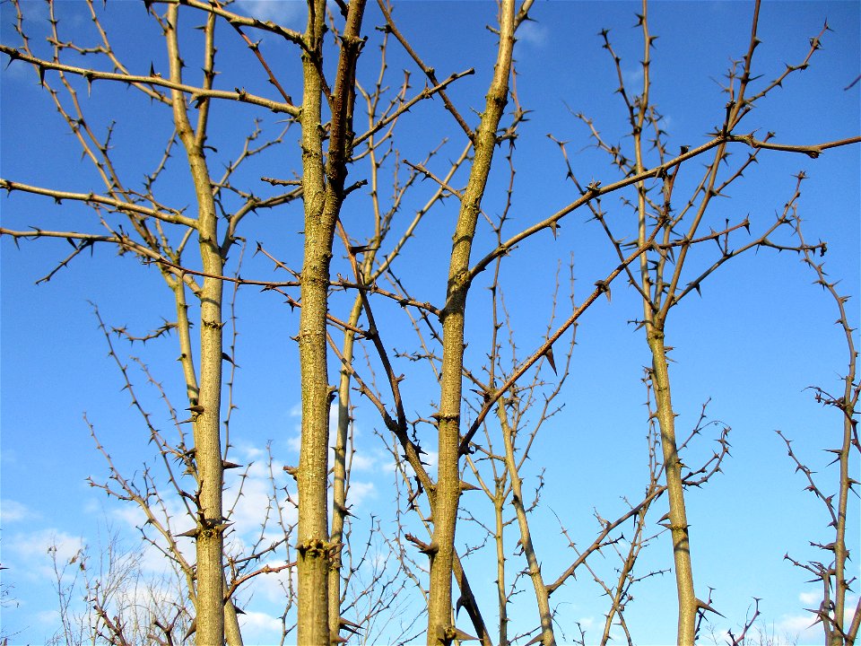 Gewöhnliche Robinie (Robinia pseudoacacia) auf einer Brachfläche der Halberger Hütte in Brebach