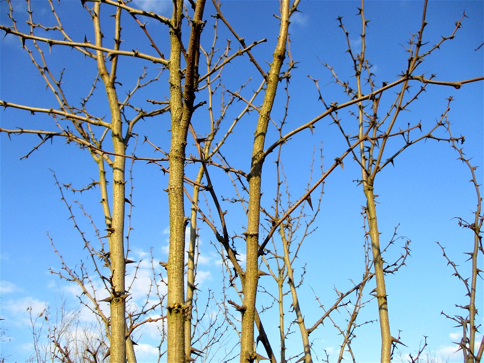 Gewöhnliche Robinie (Robinia pseudoacacia) auf einer Brachfläche der Halberger Hütte in Brebach photo