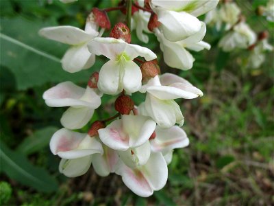 Verspätete Blüte einer Robinie (Robinia pseudoacacia) auf einer Brachfläche der Halberger Hütte in Brebach