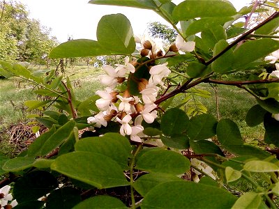 Image title: Closeup of flowered Fabaceae tree Image from Public domain images website, http://www.public-domain-image.com/full-image/flora-plants-public-domain-images-pictures/trees-public-domain-ima photo