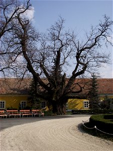 Bábolna - Az ország legidősebb akácfája