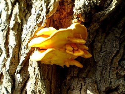 Laetiporus sulphureus on Robinia pseudoacacia; Apeldoorn, NL