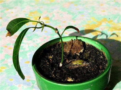 Germinated mango (Mangifera indica). After 4 months in water and 3 in pot.