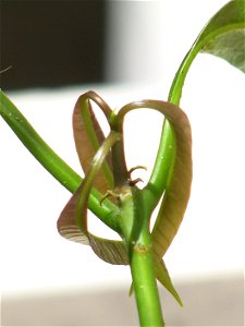 Details of germinated mango (Mangifera indica). After 4 months in water and 3 in pot.