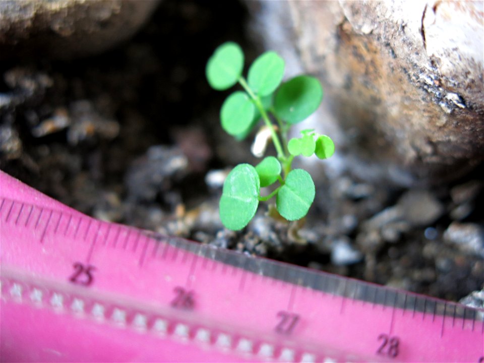 Micro seedling of Robinia pseudoacacia. Seed brought by bird.
