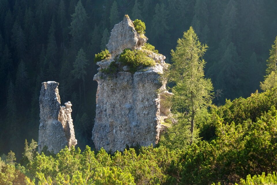 Tree landscape nature